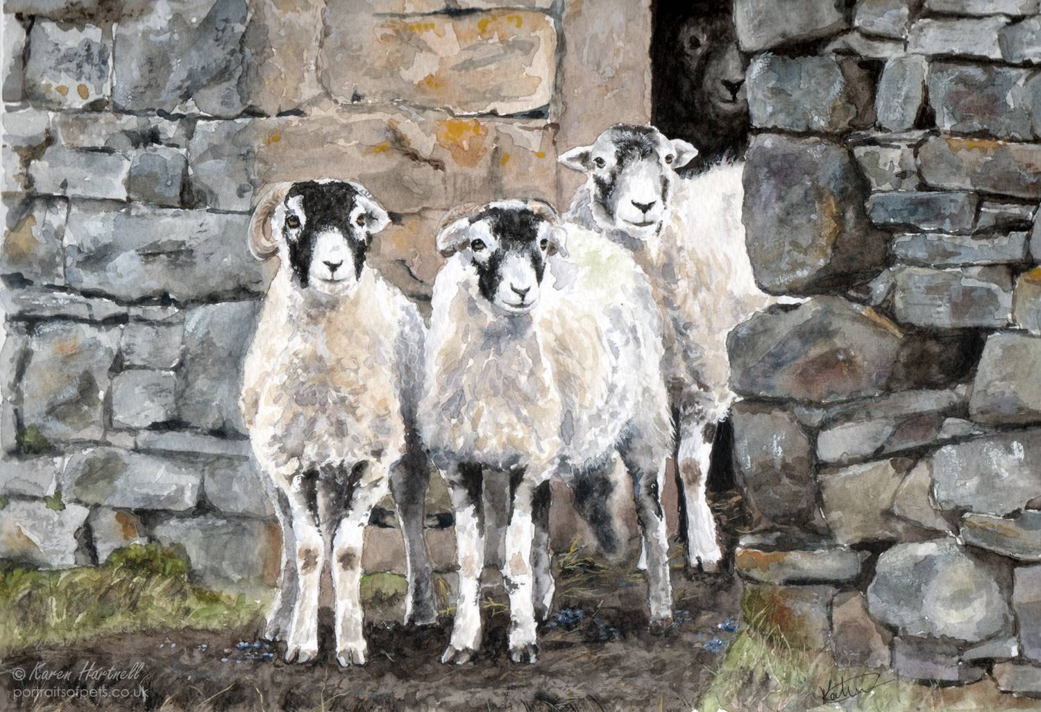 Watercolour painting of three Swaledale sheep standing in a rustic stone barn doorway. The sheep in the foreground, slightly left, is a horned ram with a distinct black and white face. Next to it stands another ewe, and a third sheep is partially visible in the shadowed opening behind them, peering out. The textured, drystone walls are rendered in detail.