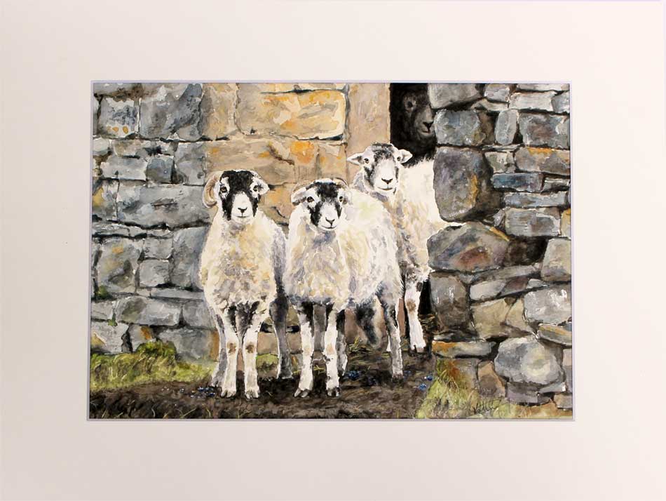 Curious Swaledales - Image 2