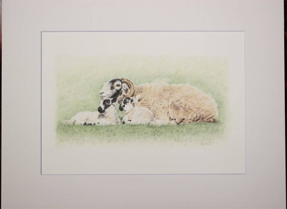 Hand-drawn coloured pencil artwork of a Swaledale ewe and her two young lambs lying down in the spring sunshine in the Yorkshire Dales, shown mounted in an antique white mount